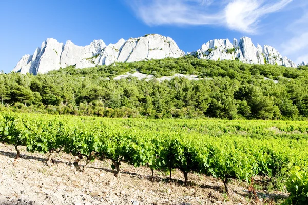 Winnice w pobliżu gigondas na col du cayron, Prowansja, Francja — Zdjęcie stockowe