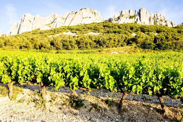 Viinitarhoja lähellä Gigondas at Col Du Cayron, Provence, Ranska — kuvapankkivalokuva