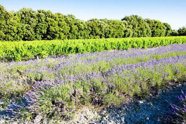 Lavendel fält med vingård, drome avdelning, rhone-alpes, fra — Stockfoto