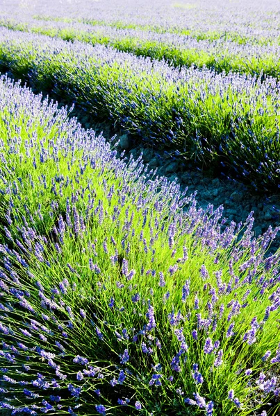 Лавандовое поле, департамент Дром, Рон-Фе, Франция — стоковое фото