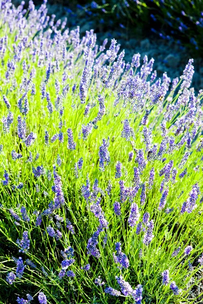 Lavender field, Drome Department, Rhone-Alpes, France — Stock Photo, Image