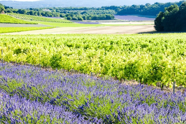 Lavender field with vineyards, Drome Department, Rhone-Alpes, Fr — Stock Photo, Image