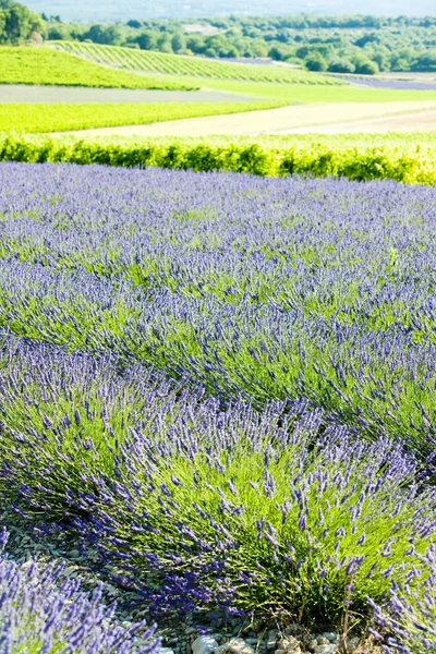 Lavendel veld met wijngaarden, drome departement, rhone-alpes, fr — Stockfoto