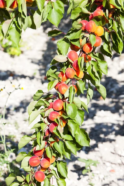 Apricots in orchard — Stock Photo, Image