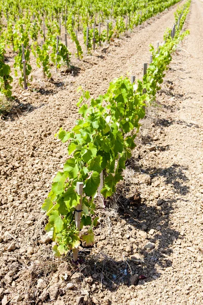 Weinberge in der Nähe von Bandol, Provence, Frankreich — Stockfoto