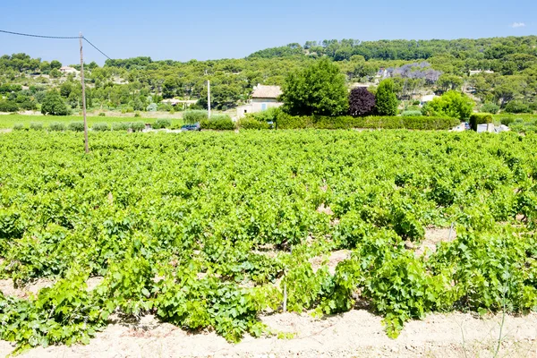 Виноградники рядом с Bandol, Прованс, Франция — стоковое фото