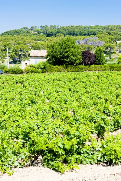Виноградників поблизу місті Bandol, в Провансі, Франція — стокове фото