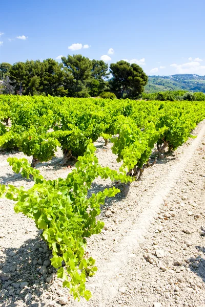 Winnicy w pobliżu bandol, Prowansja, Francja — Zdjęcie stockowe