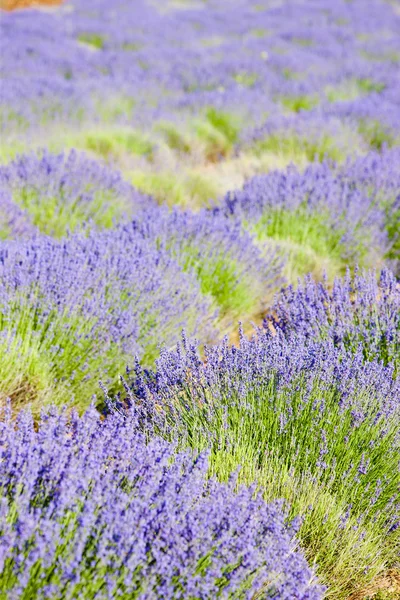 高原 de valensole，普罗旺斯，法国薰衣草田地 — 图库照片