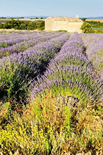 Capela com campo de lavanda, Plateau de Valensole, Provence, Fran — Fotografia de Stock