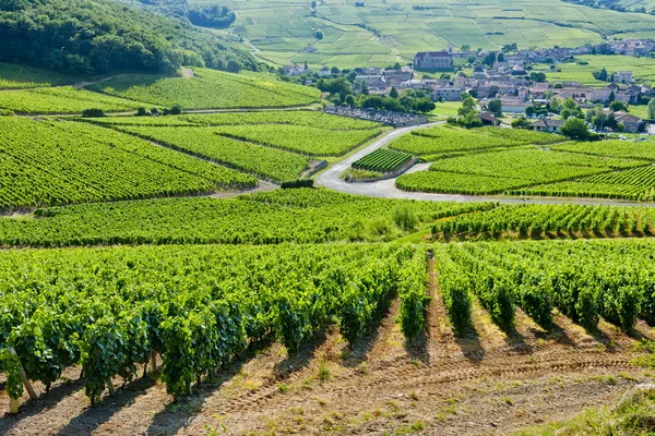 Szőlőültetvények közelében Fuisse, Burgundia, Franciaország — Stock Fotó