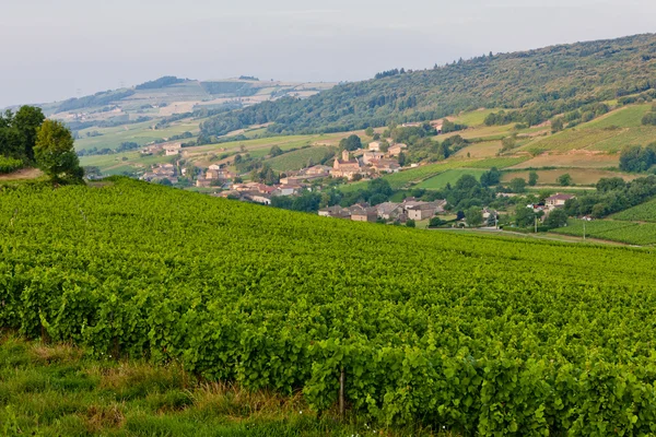 Wijngaarden in de buurt van chasselas, Bourgondië, Frankrijk — Stockfoto