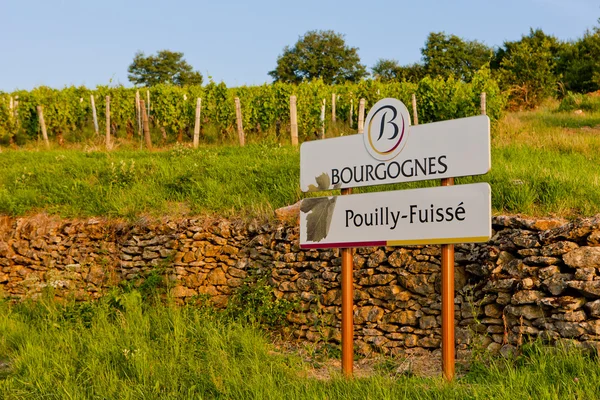 Vinmarker i Pouilly-Fuisse, Cote Maconnais, Bourgogne, Frankrig - Stock-foto