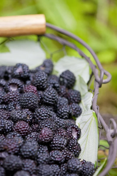 Blackberries в корзине — стоковое фото