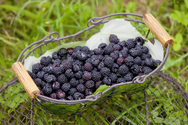 Blackberries in basket — Stock Photo, Image