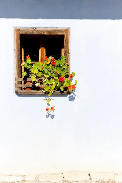 Janela com flores — Fotografia de Stock
