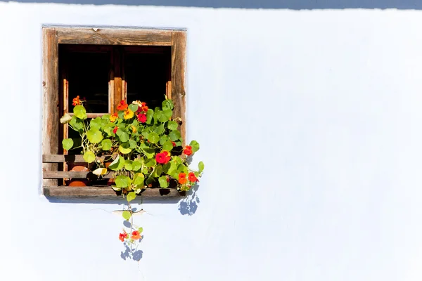 Fönster med blommor — Stockfoto