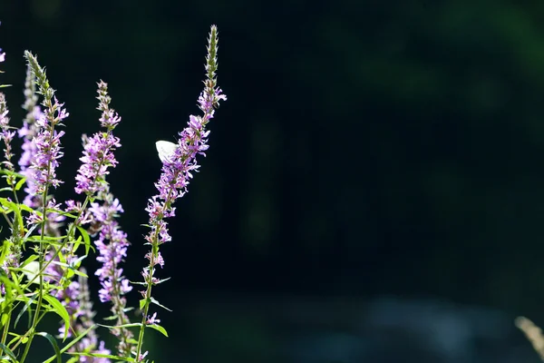 Sommarblommor med fjärilar — Stockfoto