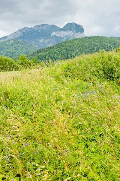 Belianske Tatry (Belianske Tatra), Словаччина — стокове фото