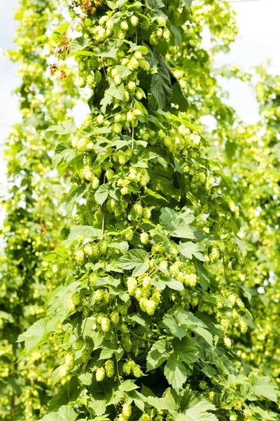 hops Garden, Çek Cumhuriyeti