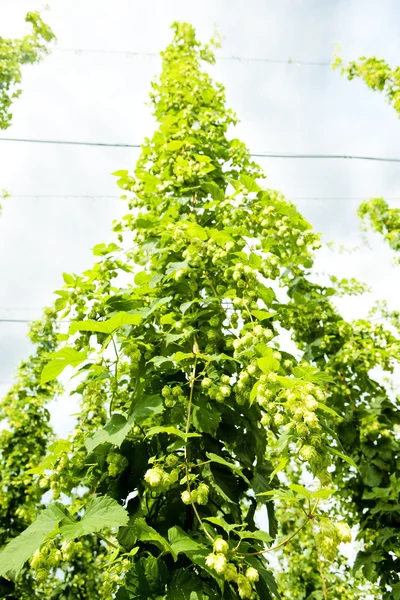 hops Garden, Çek Cumhuriyeti