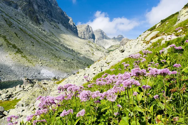Valle bajo Prielom, Vysoke Tatry (Alto Tatras), Eslovaquia — Foto de Stock