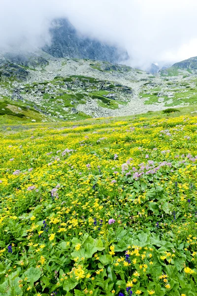 Kvetnica, Vysoké tatry (höga Tatra), Slovakien — Stockfoto