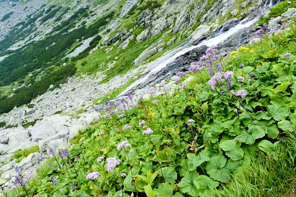 Kvetnica, Vysoké tatry (höga Tatra), Slovakien — Stockfoto