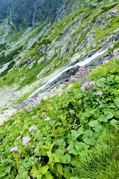 Kvetnica, vysoke tatry (hohe Tatra), Slowakei — Stockfoto