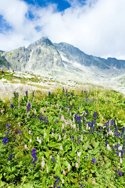 Small Cold Valley, Vysoke Tatry (High Tatras), Slovakia — Stock Photo, Image