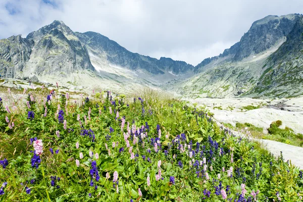 Kleines Kaltes Tal, Hohe Tatra, Slowakei — Stockfoto