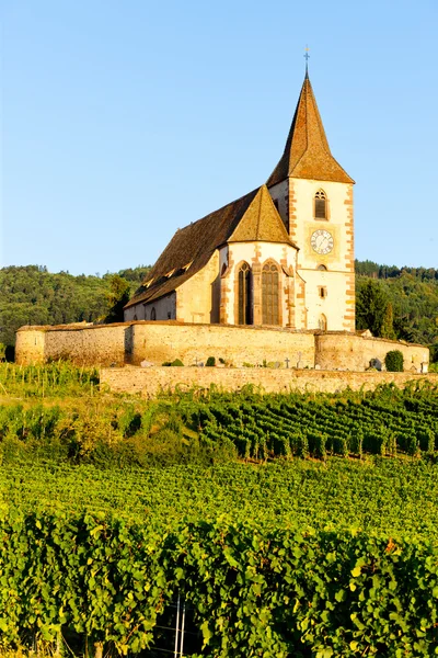 法国阿尔萨斯Hunawihr有葡萄园的教堂 — 图库照片