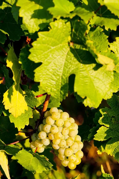 Grapevine i vingården, alsace, Frankrike — Stockfoto
