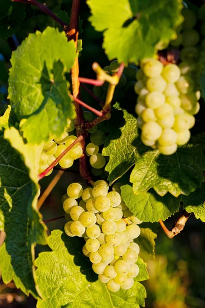 Grapevine in wijngaard, Elzas, Frankrijk — Stockfoto