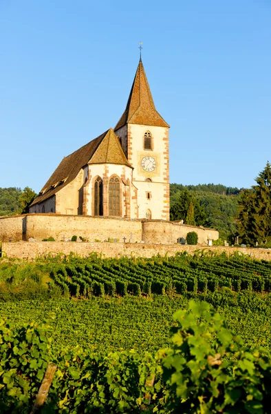 Kerk met wijngaard, Hunawihr, Elzas, Frankrijk — Stockfoto