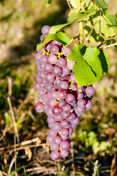 Üzüm bağında üzüm bağları (gewurztraminer), Alsace, Fransa — Stok fotoğraf