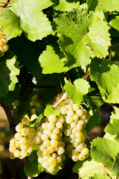 Виноградник в винограднике, Эльзас, Франция — стоковое фото