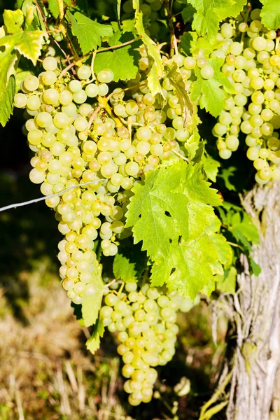 Grapevine in wijngaard, Elzas, Frankrijk — Stockfoto