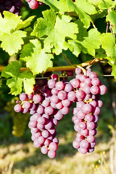 Winorośl w winnicy (gewurztraminer), Alzacja, Francja — Zdjęcie stockowe
