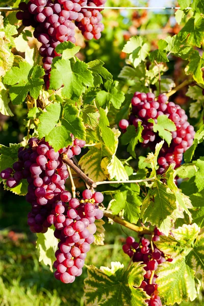 Videira em vinhedo (gewurztraminer), Alsácia, França — Fotografia de Stock