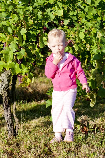 Маленька дівчинка в винограднику — стокове фото