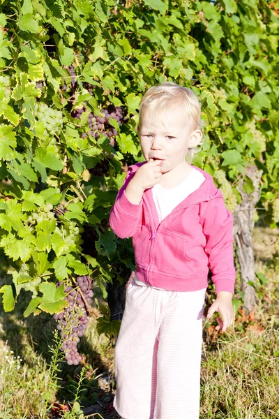 Klein meisje in wijngaard — Stockfoto