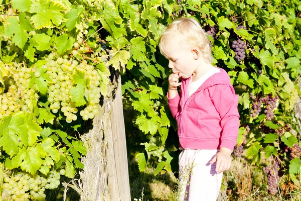 Маленька дівчинка в винограднику — стокове фото