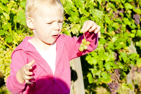 Porträtt av liten flicka i vingården — Stockfoto