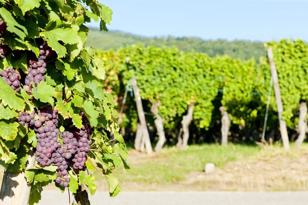 法国阿尔萨斯葡萄园中的葡萄(gewurztraminer) — 图库照片