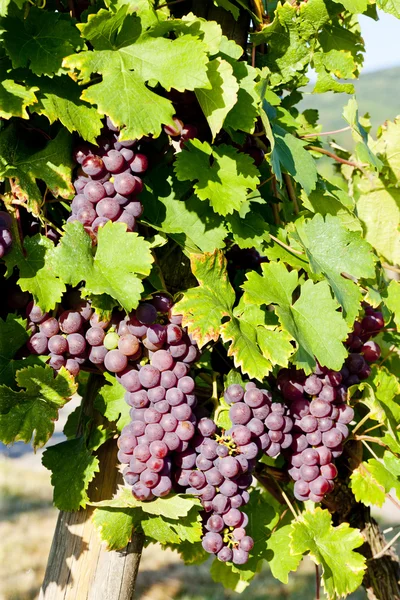 Weinrebe im Weinberg (Gewurztraminer), Elsass, Frankreich — Stockfoto