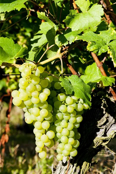Vid en viñedo, Alsacia, Francia — Foto de Stock