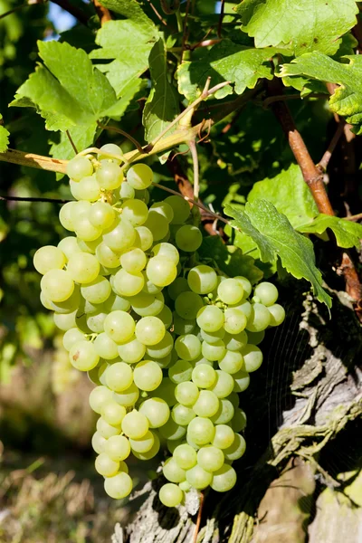 Szőlő a szőlő, Elzász, Franciaország — Stock Fotó