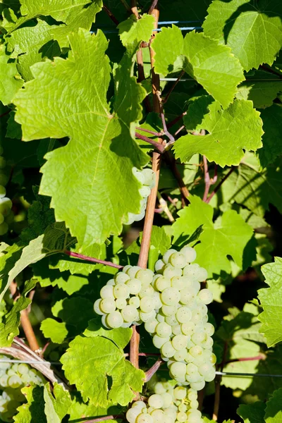 在法国阿尔萨斯，葡萄园的葡萄 — 图库照片