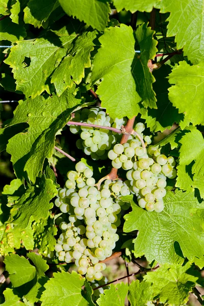 Szőlő a szőlő, Elzász, Franciaország — Stock Fotó
